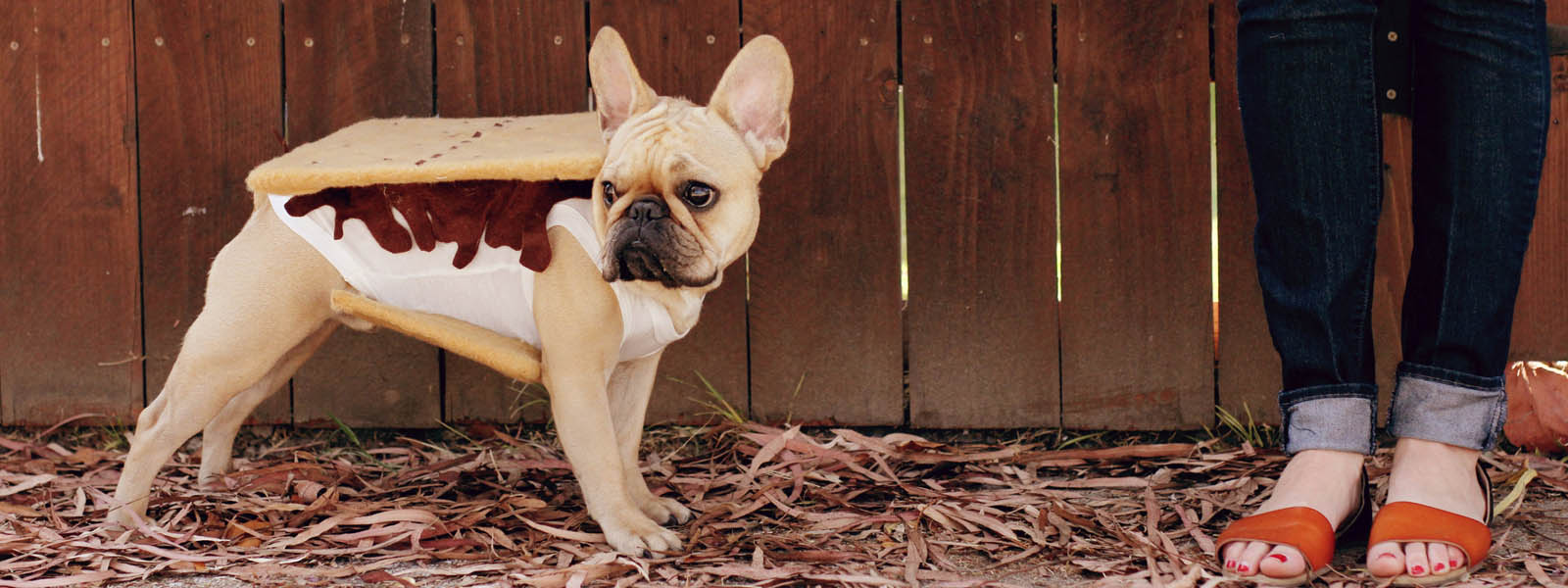 10 Homemade Costumes for Dogs