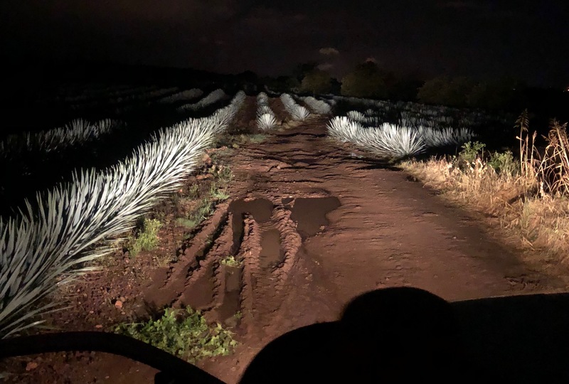 Field of plants in Mexico